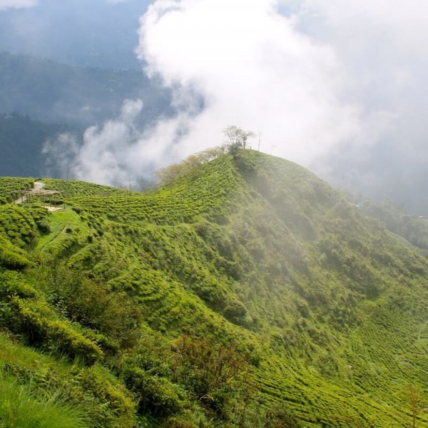 North Bengal & Dooars  5N/6D ( 1N Samsing / Sonthalekhola, 1NBindu, 2N Lataguri, 1N Jaldapara )